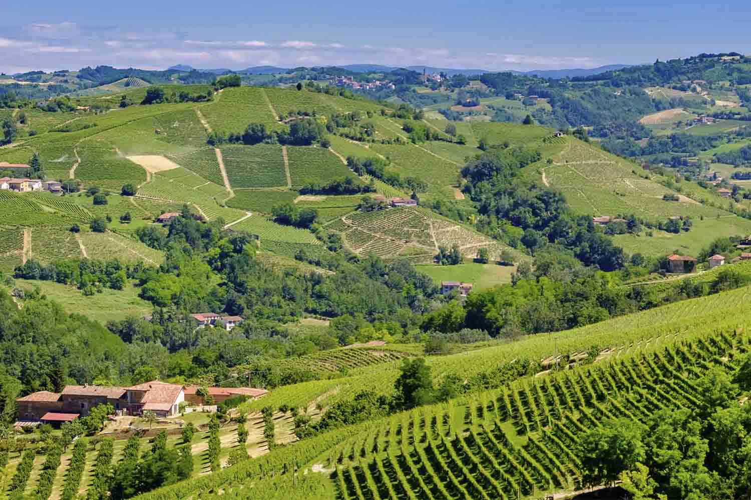 barolo wine tours vineyards